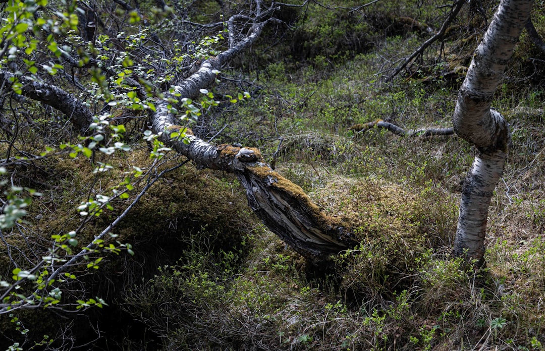 Photo nature therapy